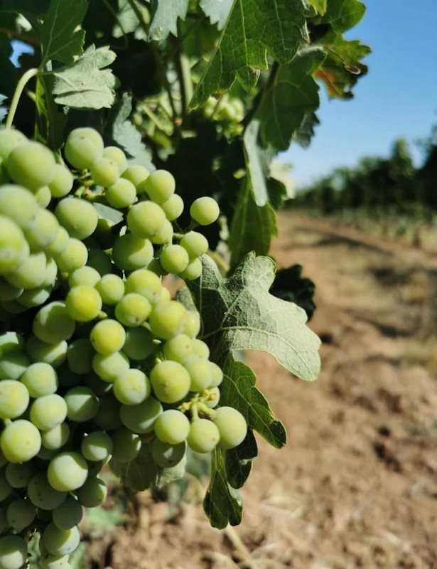 Green grapes on the vine